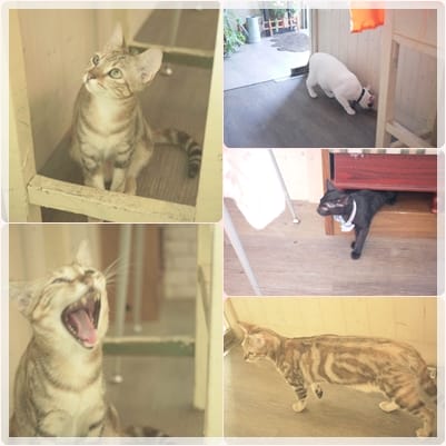 喵喵喵…愛貓人士有福啦 ~ “日光貓Sunbeam Cat”寵物餐廳