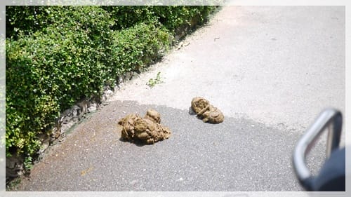 2011泰國行day3 – 七珍佛山 蠟像館 玩鬼屋 看人妖 - 第6張圖 2011泰國行day3 – 七珍佛山 蠟像館 玩鬼屋 看人妖