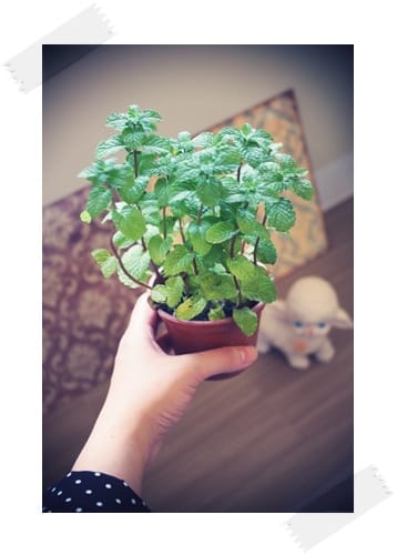 薄荷盆栽成長中!!!