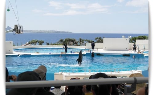 2014年 Okinawa沖繩行 Day2 – 環湖之旅..亞熱帶鳳梨果樹園..美之海水族館