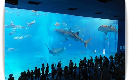 2014年 Okinawa沖繩行 Day2 – 環湖之旅..亞熱帶鳳梨果樹園..美之海水族館