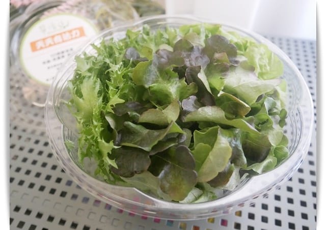 生菜四四 生菜四四