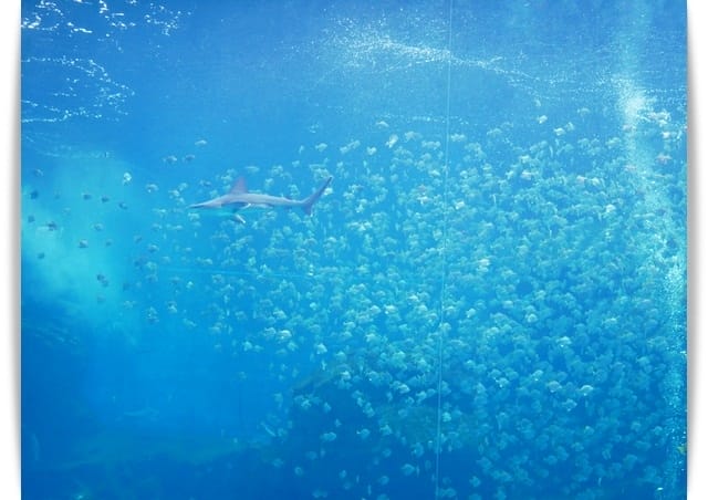 大水 大水