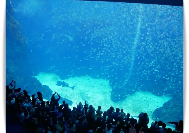 人魚 人魚