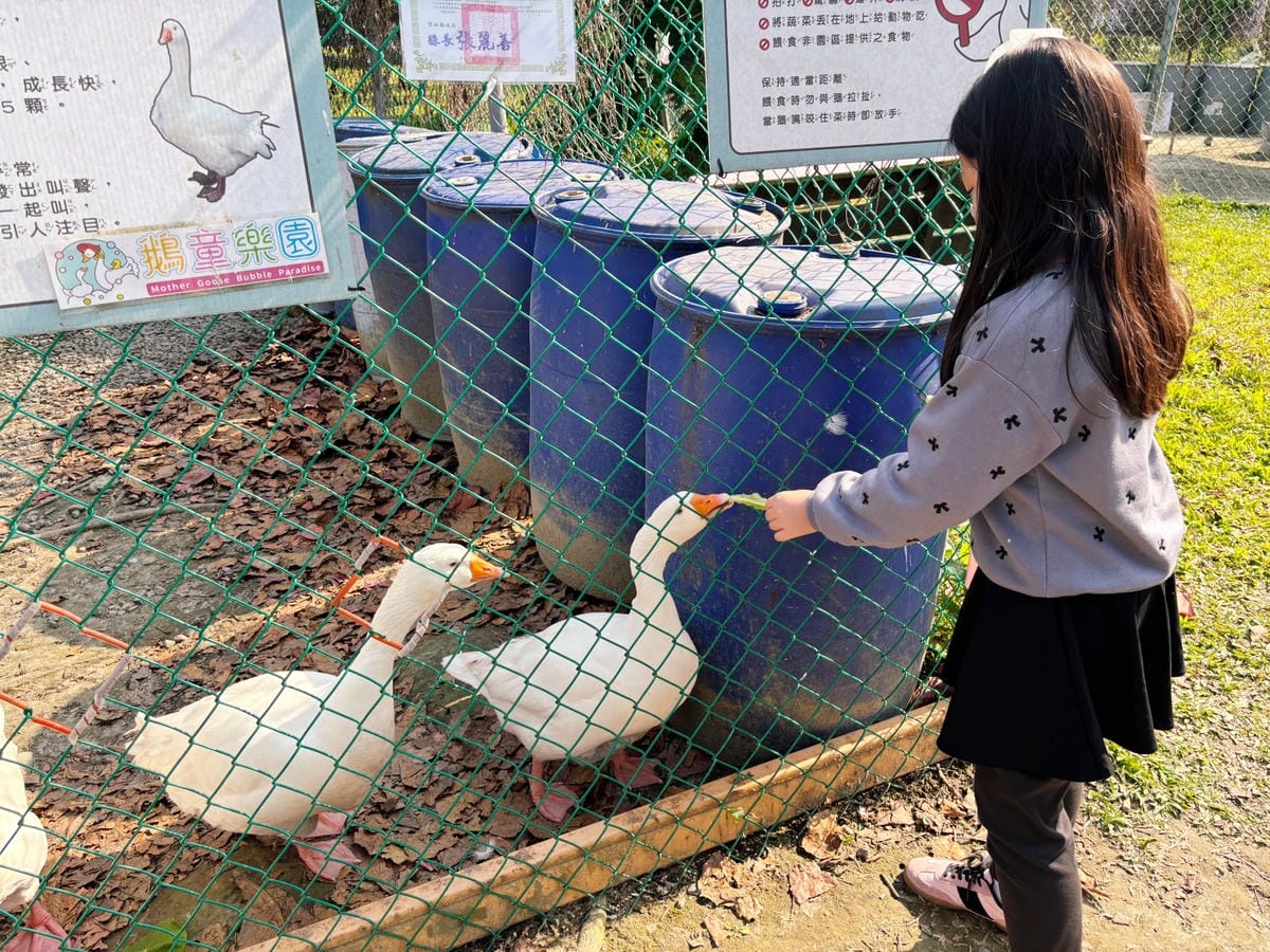 雲林斗六「鵝媽媽鵝童樂園」免門票、必坐可愛旋轉天鵝 ♪ 雲林斗六「鵝媽媽鵝童樂園」免門票、必坐可愛旋轉天鵝 ♪